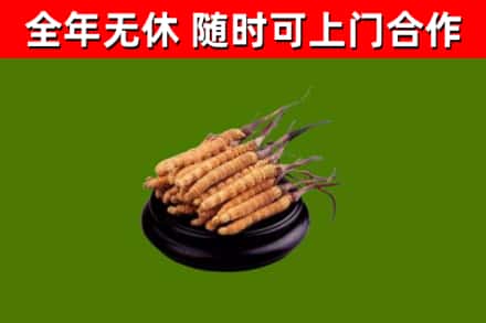 浔阳回收散虫草