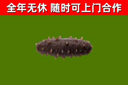 浔阳回收海参干